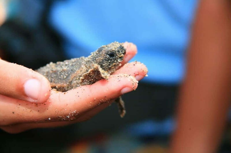 *Turtle Hatching + 3 Palos Lagoon Boat Ride & Crocs Farm - Final Thoughts