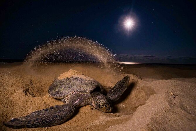 Turtle Nesting Night Tour in Tortuguero - Tour Inclusions and Logistics