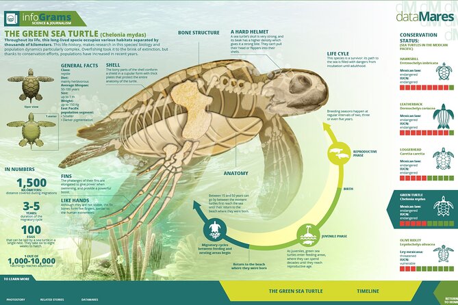 Turtle Nesting Night Tour in Tortuguero - Group Size and Pricing