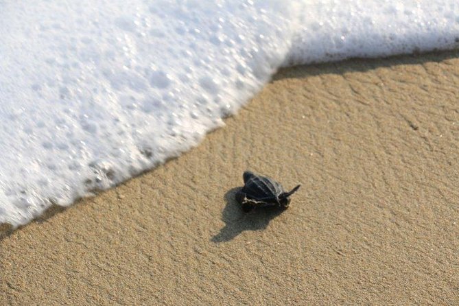 Turtle Release Escobilla Sanctuary and Crocs in Ventanilla. - Preparation and Recommendations