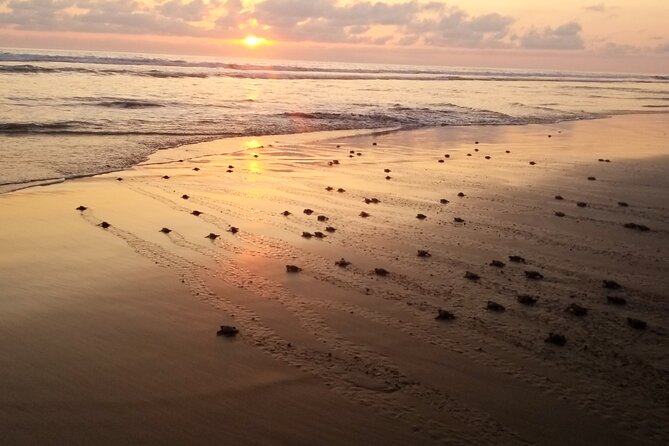 Turtle Release Playa Blanca - Location and Accessibility