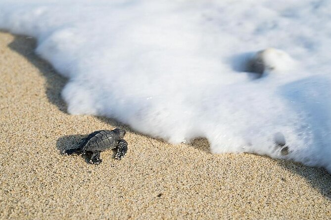 Turtle Release Playa Blanca - Turtle Release Activity