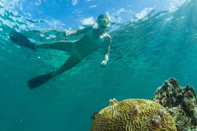 Turtle Snorkel Sail on Buck Island From Frenchmans Reef - Ratings and Reviews