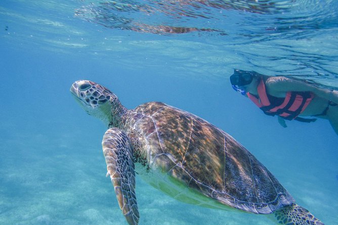 Turtle Snorkeling Adventure From Cancun - Itinerary and Experience