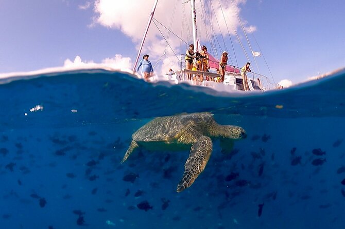 Turtle Snorkeling Adventure in Waikiki (Boat Tour) - What to Expect