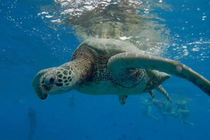 Turtle Snorkeling Adventure in Waikiki (Boat Tour) - Customer Reviews