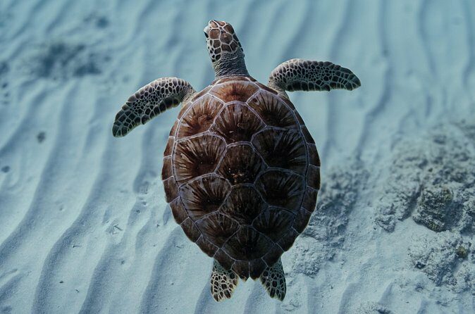 Turtle Snorkeling Aruba: Private Tour with Video - The Value for Money