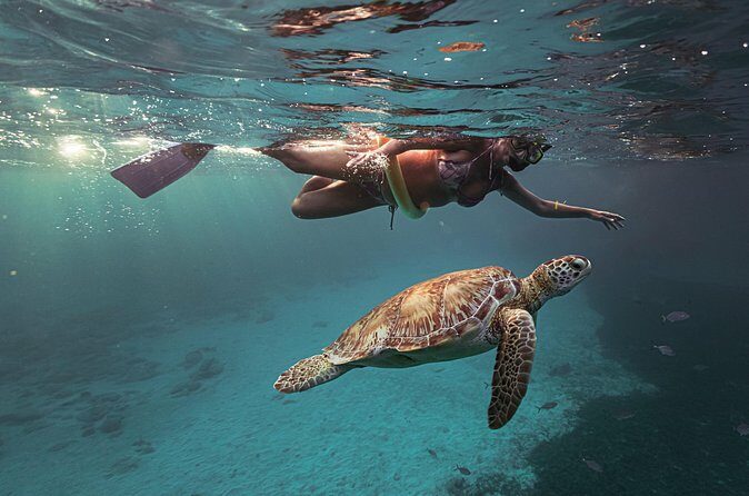 Turtle Snorkeling Aruba: Private Tour with Video - Practical Tips for Future Participants