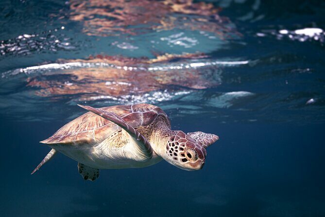 Turtle Snorkeling Aruba: Private Tour with Video - The Sum Up: Who Will Love This Tour?