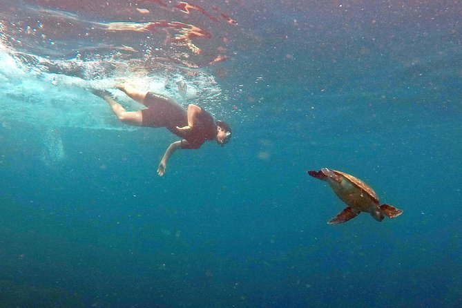 Turtle Snorkeling by Adrenailha - Tour Inclusions