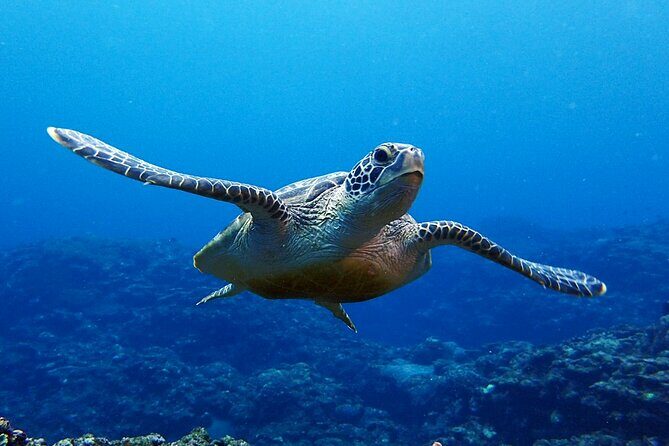 Turtle Snorkeling in Ishigaki - Fluent English! Small Group! - Why Travelers Should Consider This Tour