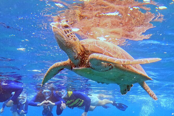 Turtle Snorkeling in Ishigaki - Fluent English! Small Group! - FAQ