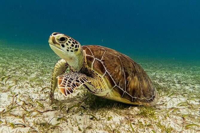 Turtle Snorkeling Tour in Tres Trapi, Aruba - The Itinerary: What to Expect