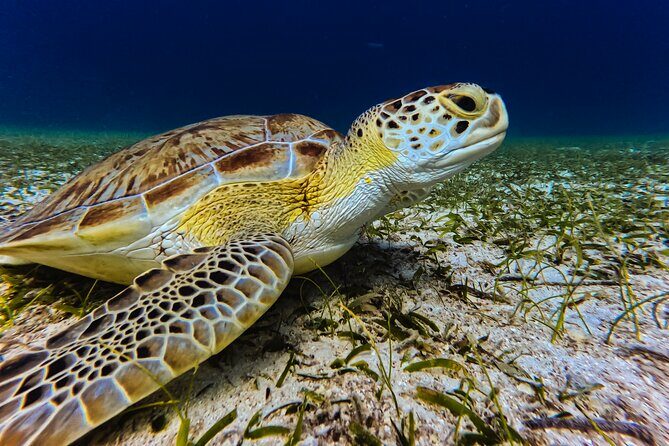 Turtle Snorkeling Tour in Tres Trapi, Aruba - Why This Tour Is Worth Considering