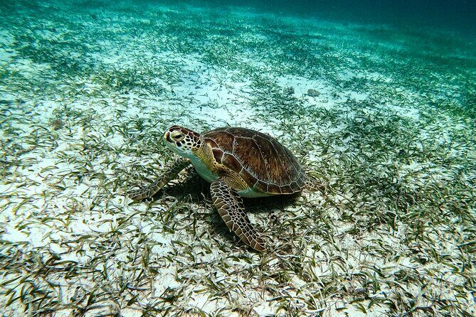 Turtle Snorkeling Tour in Tres Trapi, Aruba - Frequently Asked Questions