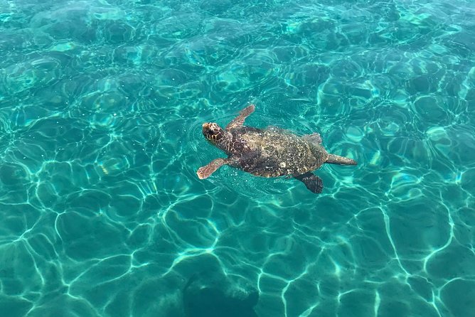 Turtle Spotting Cruise in Zakynthos - Customer Feedback and Experiences