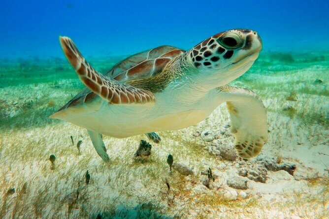 Turtle Swim & Tulum Ruins! Round Transportation from Playa del Carmen - An In-Depth Look at the Itinerary
