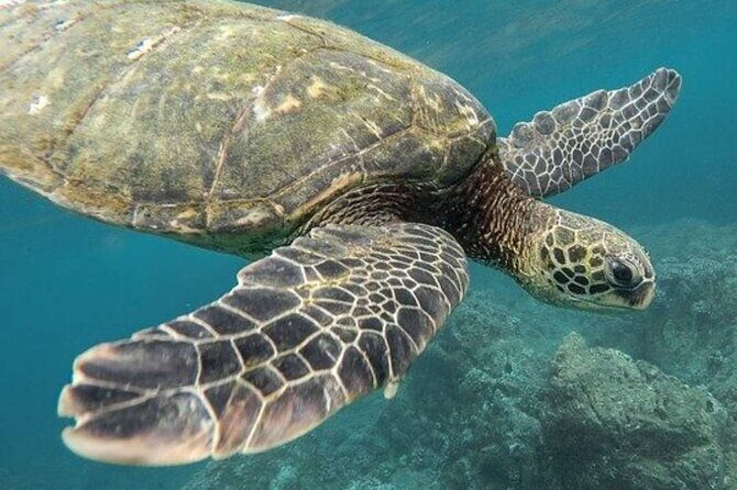 Turtle Swim & Tulum Ruins! Round Transportation from Playa del Carmen - FAQ