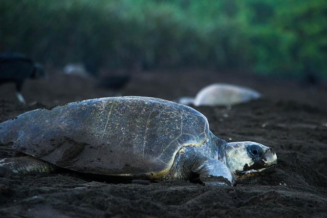 Turtle Tour - Key Points