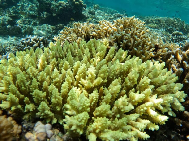 Turtle Tour Gili Island : Private Snorkeling 3 Gilis +Gopro - Tour Overview