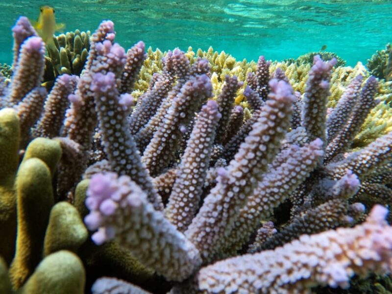 Turtle Tour Gili Island : Private Snorkeling 3 Gilis +Gopro - Itinerary and Locations