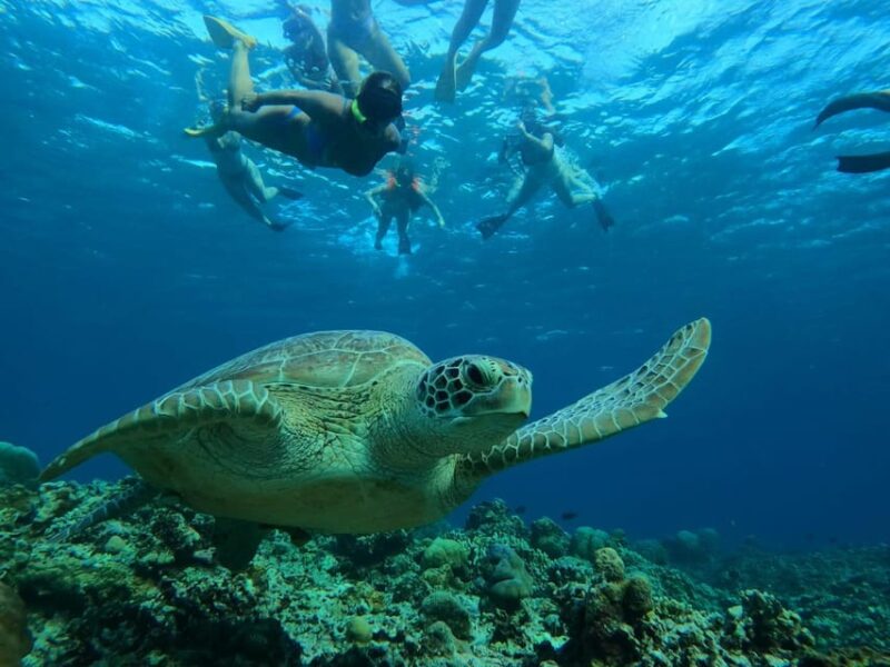 Turtle Tour Gili Island : Private Snorkeling 3 Gilis +Gopro - Frequently Asked Questions