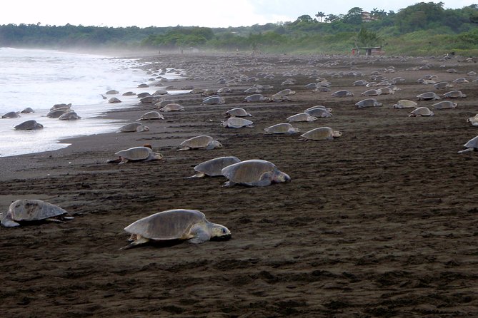 Turtle Tour Near Samara Beach - Tour Highlights