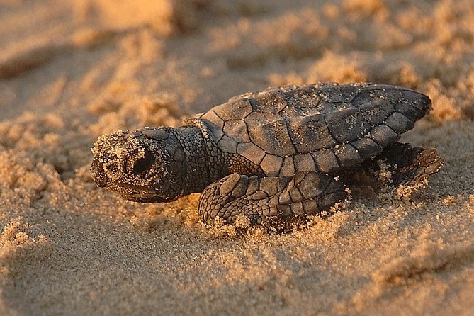 Turtle Tour Near Samara Beach - Itinerary and Meeting Details