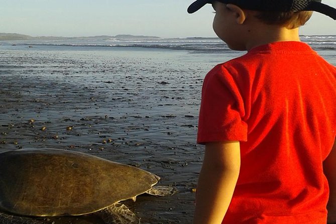 Turtle Tour Near Samara Beach - Booking and Availability