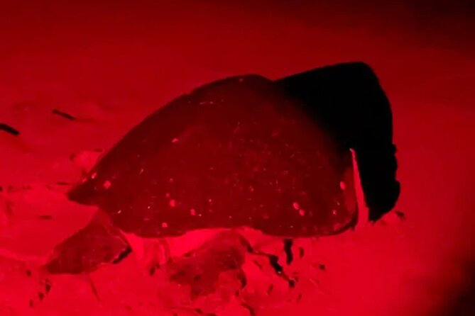 Turtle Tour Tortuguero National Park - Experience Highlights