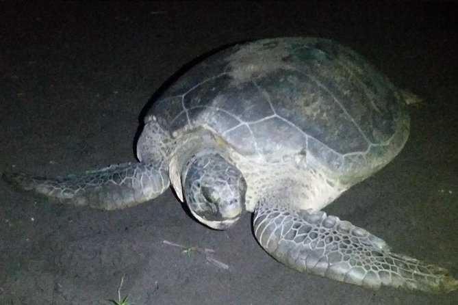 Turtle Tour Tortuguero National Park - Key Points