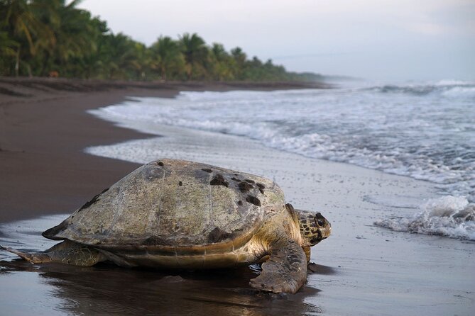 Turtle Tour Tortuguero National Park - Experience Highlights