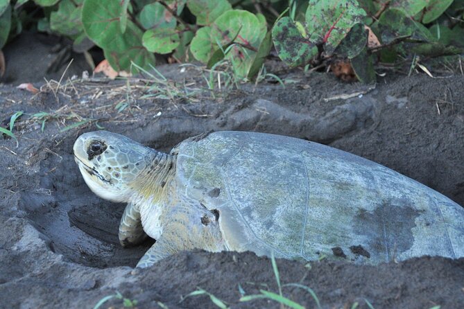 Turtle Tour Tortuguero National Park - Inclusions and Pickup