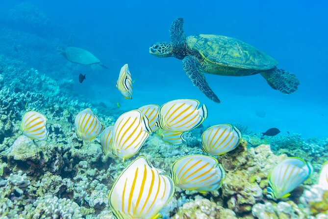 Turtle Town 3-Hour Snorkel and Sail Adventure From Maalaea Harbor - Experienced Captain and Crew
