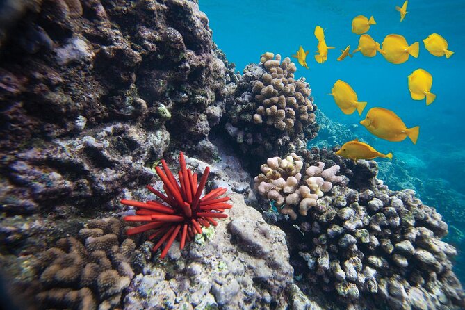 Turtle Town 3-Hour Snorkel and Sail Adventure From Maalaea Harbor - Meeting and End Point Details