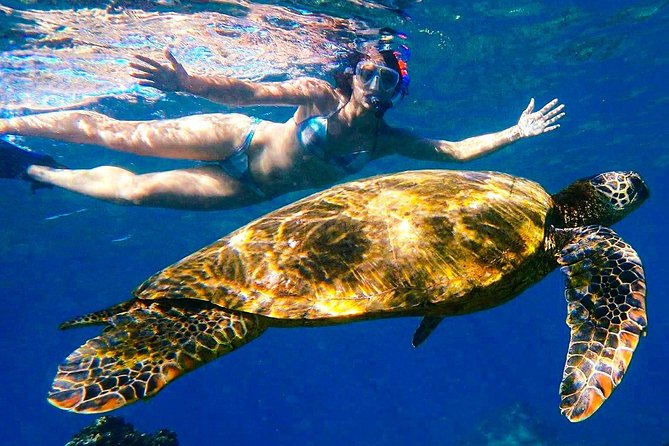 Turtle Town Clear Kayak & Snorkel Tour (11am-1pm) - Key Points
