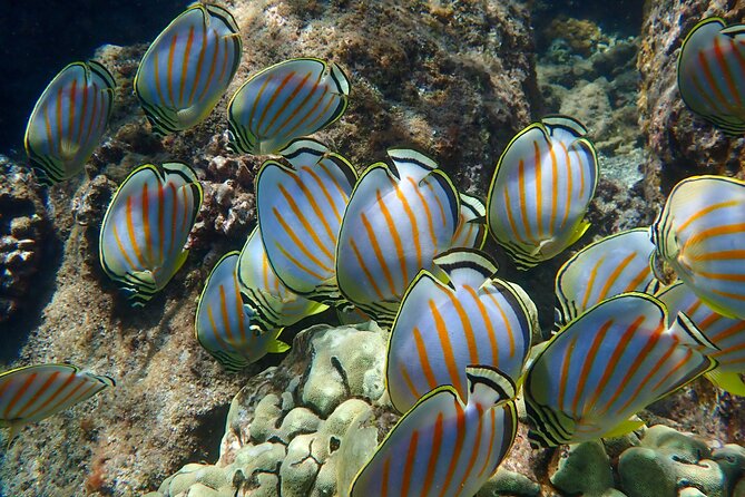 Turtle Town Clear Kayak & Snorkel Tour (11am-1pm) - Meeting Details