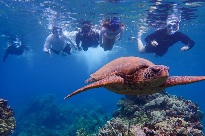 Turtle Town Clear Kayak & Snorkel Tour (11am-1pm) - Guide Highlights