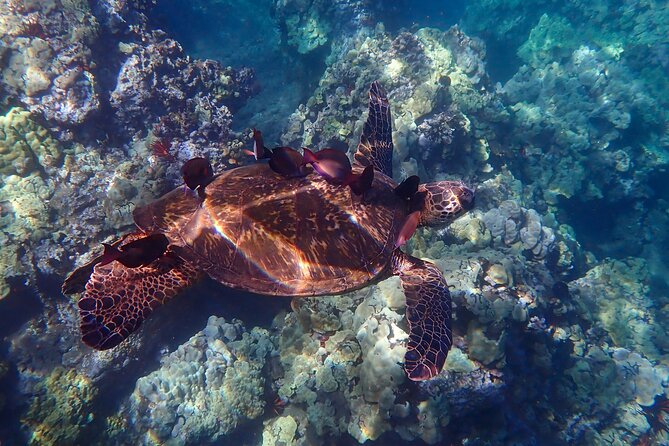 Turtle Town Clear Kayak & Snorkel Tour (11am-1pm) - Booking and Pricing