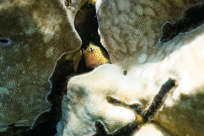 Turtle Town Clear Kayak & Snorkel Tour (7am-10am) - Meeting and Pickup