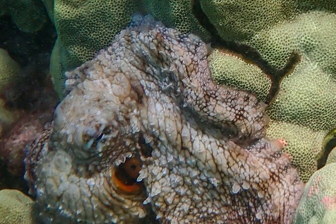 Turtle Town Clear Kayak & Snorkel Tour (7am-10am) - Tour Details