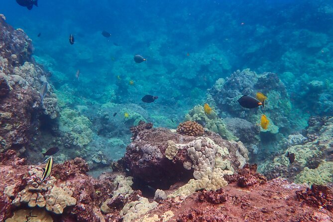 Turtle Town Clear Kayak & Snorkel Tour (7am-10am) - Wildlife Encounter