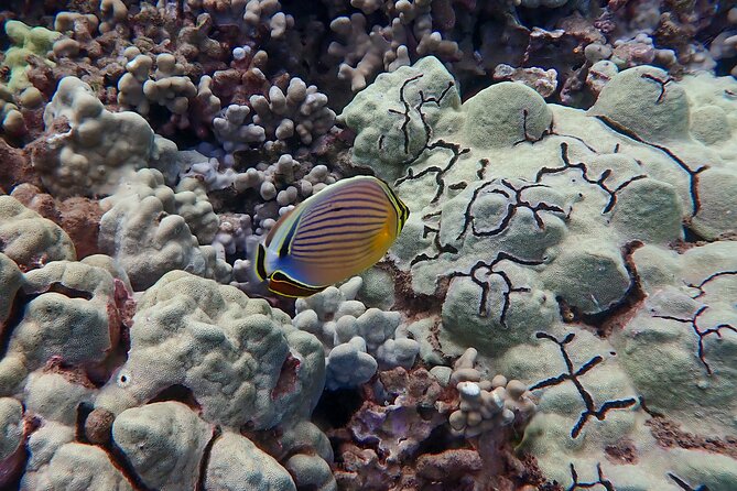 Turtle Town Clear Kayak & Snorkel Tour (7am-10am) - Personalized Adventure