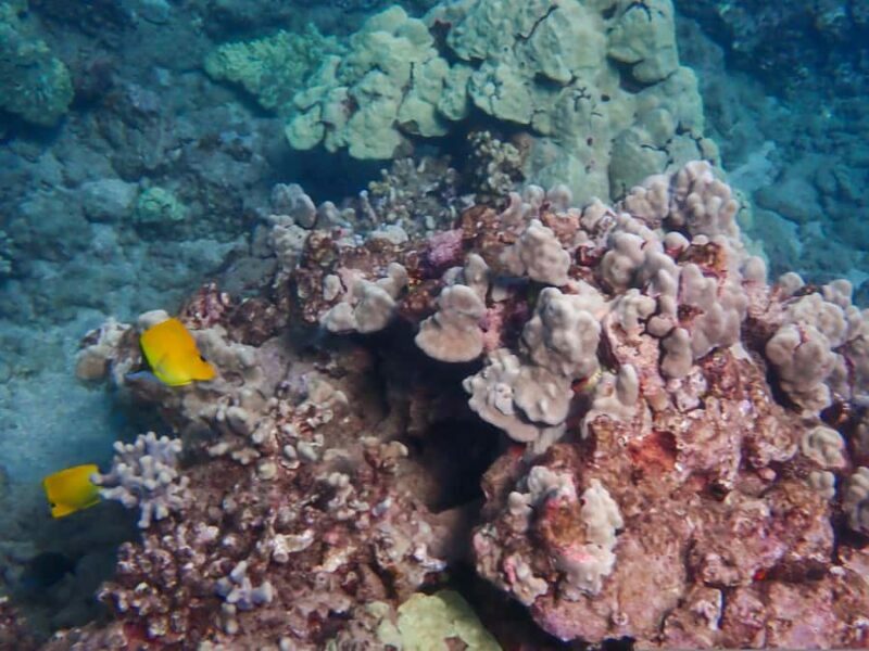 Turtle Town Clear Kayak & Snorkel Tour (7am-9:30am) - Key Points