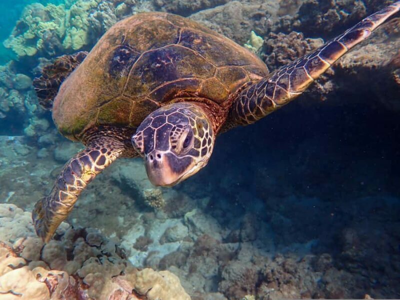 Turtle Town Clear Kayak & Snorkel Tour (7am-9:30am) - Snorkeling at South Maui’s Volcanic Reefs