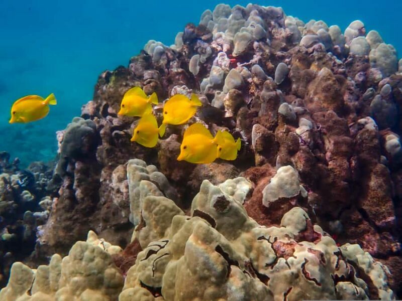 Turtle Town Clear Kayak & Snorkel Tour (7am-9:30am) - Swimming with Hawaiian Green Sea Turtles
