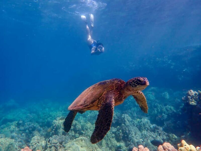 Turtle Town Clear Kayak & Snorkel Tour (7am-9:30am) - Practical Details and Considerations