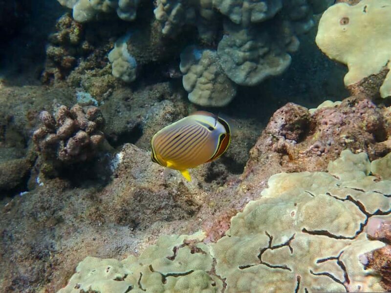 Turtle Town Clear Kayak & Snorkel Tour (7am-9:30am) - What the Reviews Say
