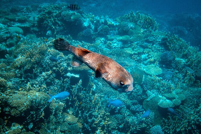 Turtle Town Snorkel With Photo and Video - Cancellation Policy