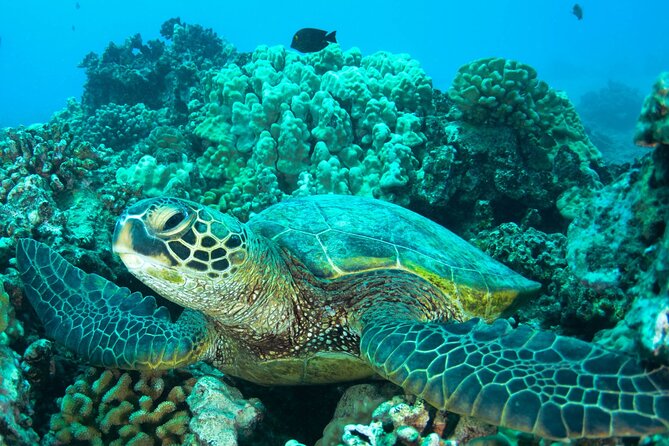 Turtle Town Snorkel With Photo and Video - Marine Ecosystem